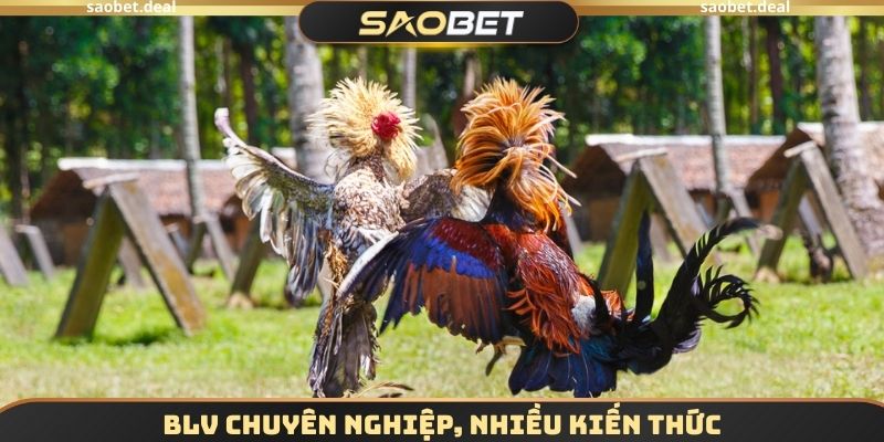 BLV chuyên nghiệp, nhiều kiến thức