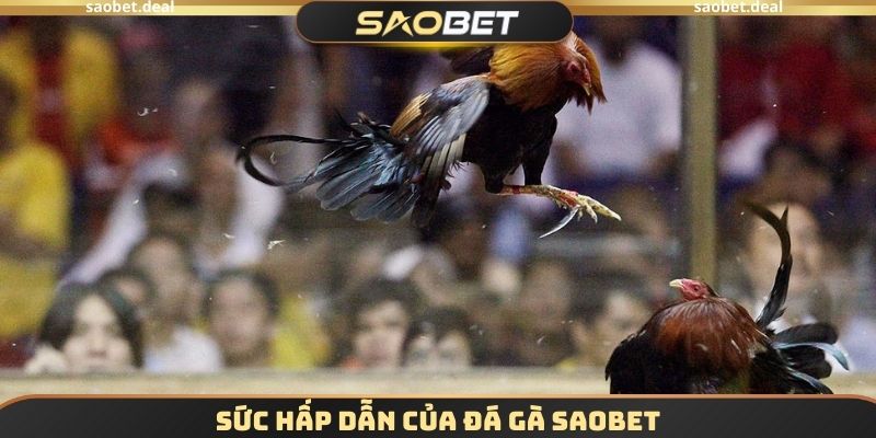 Sức hấp dẫn của đá gà SAOBET