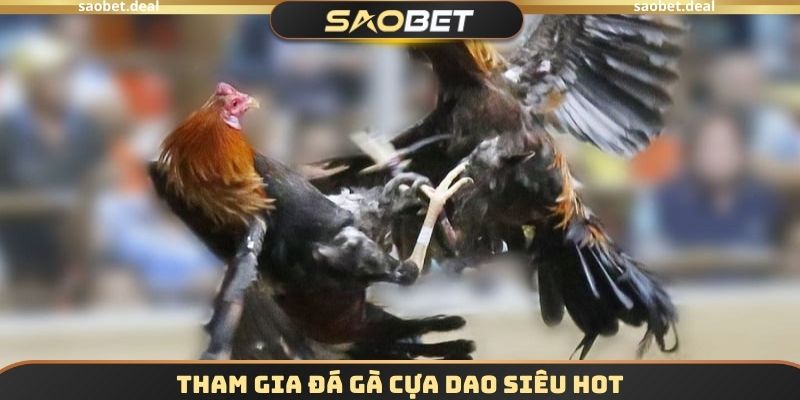 Tham gia đá gà cựa dao siêu hot